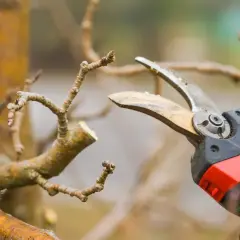 Gezieltes apfelbaum schneiden mit einer Gartenschere. Ein Ast wird präzise gekürzt, um das Wachstum zu fördern.