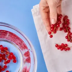 Rote Johannisbeeren werden für das Einfrieren vorbereitet. Eine Hand hält einen Zweig, während andere auf einem Tuch liegen.
