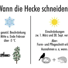 Wann darf man hecken schneiden? Im Winter (Februar) ohne Einschränkung, im Frühling/Sommer (März-Sept.) nur Form-/Pflegeschnitte, wenn keine Brut von Vögeln oder Igeln gestört wird.