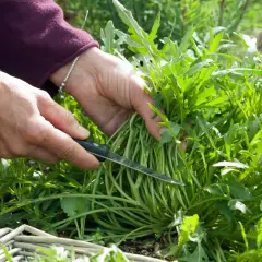 Hände ernten frischen Rucola mit einem Messer. Ein Korb liegt im Vordergrund.