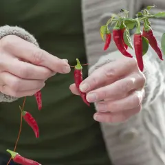 Hände fädeln rote Chilis auf einen Faden, um sie zu trocknen. Die scharfen Früchte hängen an einem Zweig.