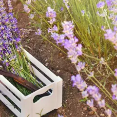 Ein Holzkistchen mit frisch geschnittenem Lavendel und einer alten Schere liegt im Feld. Die Lavendelernte ist im Gange.