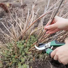 Hände schneiden mit einer Gartenschere die vertrockneten Stängel einer Fetthenne, um Platz für neues Grün zu schaffen.