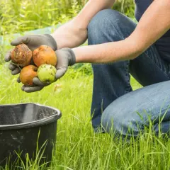 Hände mit Handschuhen halten Äpfel. Statt das Fallobst liegen zu lassen, sammelt jemand es für den NABU.