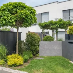 Moderne vorgarten ideen: Ein Vorgarten mit Kugelbaum, Ziergräsern und gelben Büschen vor einem modernen Haus.