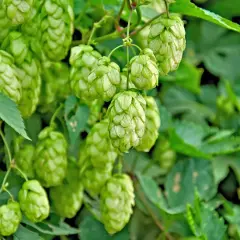 Grüne Dolden der Hopfen Pflanze hängen von Ranken. Die Zapfen sind reif und bereit für die Bierherstellung.