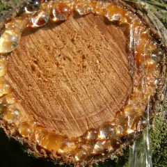 Frischer Baumharz tropft von einem Anschnitt. Eingetrocknete Harzflecken entfernen ist hier noch nicht nötig.
