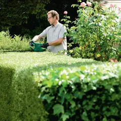 Mann mit Heckenschere formt eine dichte Hecke. Er ist konzentriert bei der Arbeit, um die Eibe schneiden.