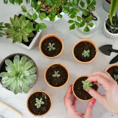 Hände pflanzen kleine Sukkulenten in Töpfe. Viele Sukkulenten und Gartengeräte sind auf dem Tisch verteilt, bereit, um Sukkulenten zu vermehren.