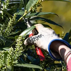 Gärtner schneidet Kirschlorbeer mit einer Gartenschere. Der beste Zeitpunkt, wann schneidet man Kirschlorbeer, ist nach der Blüte.