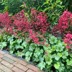 Heuchera mit leuchtend pinken Blütenständen und silbrig-grünem Laub. Ein schöner Heuchera Standort neben einem Ziegelweg und grünen Büschen.