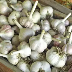 Frische Knoblauchzehen, bereit zum Verkauf oder zum richtigen **knoblauch lagern**. Sie liegen in einer Holzkiste, einige mit violetten Streifen.