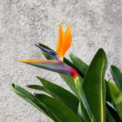 Eine exotische Strelitzie mit leuchtend orangefarbenen Blütenblättern und grünen Blättern vor einer grauen Wand. Tipps zur Strelitzie Pflege.