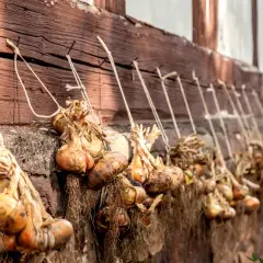 Zwiebeln ernten: Bündel frisch geernteter Zwiebeln trocknen an einer Holzwand. Die Wurzeln hängen herab, die Schalen sind trocken und papierartig.