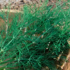 Frischer Dill wird in einem Holzkörbchen geerntet. Die feinen, grünen Zweige duften aromatisch.