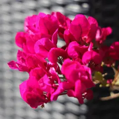 Leuchtend pinke Blüten einer Bougainvillea, die zeigt, dass sie winterhart sein kann.