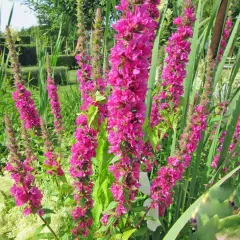 Blutweiderich-Stauden in voller Blüte, umgeben von Gräsern und einem gepflegten Garten im Hintergrund. Ein idealer Standort für diese prachtvollen Blüten.