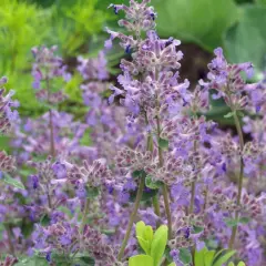 Ein Feld voller blühender Katzenminze im Garten. Der ideale Katzenminze Standort ist sonnig.