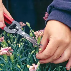 Hände schneiden mit einer Gartenschere verwelkte Nelken, um Platz für neue Blüten zu schaffen.