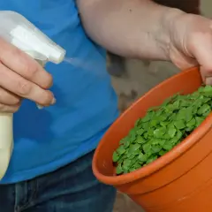 Hände sprühen Wasser auf junge Basilikumpflänzchen in einem Topf. So einfach lässt sich Basilikum vermehren.