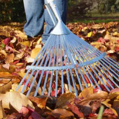 Ein Rechen liegt im bunten Herbstlaub. Die Person in Jeans bereitet sich darauf vor, das Laub harken.