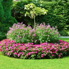 Ein farbenfrohes Inselbeet mit pinken und lila Blüten, umgeben von sattgrünem Rasen. Tolle Inselbeet Ideen für Ihren Garten.