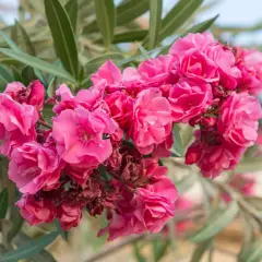 Ein Strauß leuchtend pinker Oleanderblüten, bereit für den Rückschnitt.