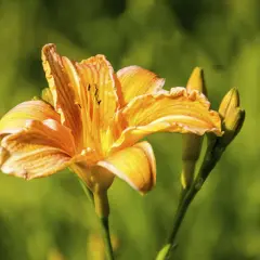 Eine leuchtend orangefarbene Taglilie mit Blütenknospen im Hintergrund. Die Blütenblätter sind leicht gewellt und zeigen feine Linien.