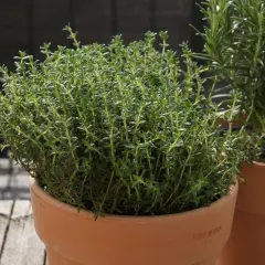 Frischer Thymian im Topf, bereit zum **Thymian trocknen**. Daneben wächst Rosmarin.