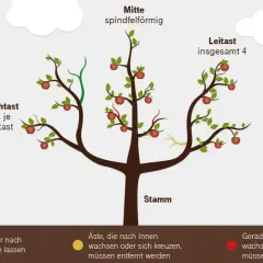Baumschnitt wann? Illustration zeigt einen Apfelbaum mit Leit- und Fruchtästen. Grüne Äste nach oben wachsen lassen, gelbe und rote Äste entfernen.