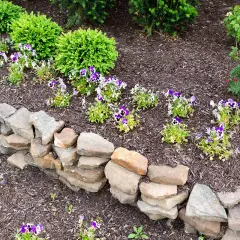 Natürliche Steinmauer als Beeteinfassung. Ideen für einen rustikalen Garten mit Stiefmütterchen und Rosen.