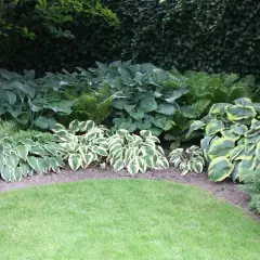 Ein üppiger **Schattengarten gestalten** mit verschiedenen Hostas, Farnen und immergrünen Pflanzen.