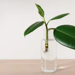 Ein Gummibaum-Steckling mit Wurzeln in Wasser. So einfach lässt sich ein Gummibaum vermehren.