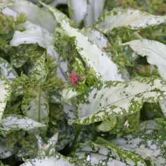 Nahaufnahme von geflecktem Lungenkraut mit silbernen Flecken auf grünen Blättern und kleinen rosa Blütenknospen.