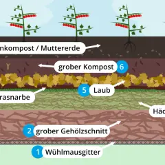 Schichtaufbau für ein Hochbeet bauen: Wühlmausgitter, Gehölzschnitt, Häckselgut, Grasnarbe, Laub, Kompost und Muttererde für gesunde Tomaten.