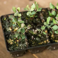 Kleine Eukalyptus-Setzlinge in einem Anzuchtbehälter, bereit zum Auspflanzen. So kann man Eukalyptus vermehren.