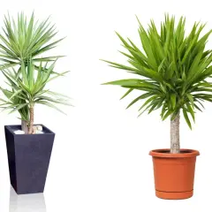 Zwei Yucca-Palmen in Töpfen. Die linke Pflanze ist in einem dunklen, hohen Topf, die rechte in einem orangen. Tipps zur Yucca Palme Pflege.