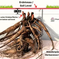 Pfingstrosen umpflanzen: Wurzelballen mit Augen 3-5 cm unter der Erdoberfläche pflanzen. So gelingt die richtige Pflanztiefe.