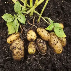 Frisch geerntete Kartoffeln mit Erde und grünen Blättern. Wann erntet man Kartoffeln? Wenn die oberirdischen Teile der Pflanze beginnen zu welken.