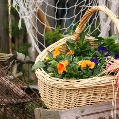 Ein gefüllter Weidenkorb mit bunten Blumen, bereit für den Frühling. Der Korb ist mit einem rot-weißen Karoband verziert.