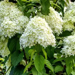 Weiße Rispenhortensienblüten im Sommer. Der richtige Zeitpunkt für das Rispenhortensie schneiden ist im Frühjahr.