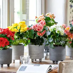 Bunte Begonien in grauen Töpfen am Fenster. Der ideale begonien standort für leuchtende Farben und üppiges Wachstum.