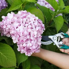 Eine Hand mit einer Gartenschere schneidet eine rosa Hortensienblüte.