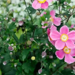 Rosa Herbstanemone blüht im Garten. Der Standort ist sonnig bis halbschattig.