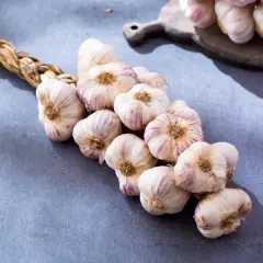 Ein geflochtener Bund frischer Knoblauch, bereit zur Ernte. Die Knollen sind weiß mit lila Streifen und liegen auf einem grauen Untergrund.