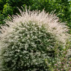 Ein üppiger Strauch Harlekinweide, dessen Zweige mit weiß-rosa Blättern im Sommerlicht leuchten. Der Schnitt hält die Form.