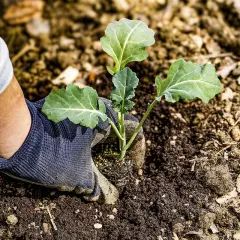 Eine Hand mit Handschuh setzt einen jungen Brokkoli-Setzling in die Erde.