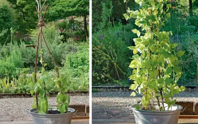 Zwei Bilder zeigen eine freistehende Rankhilfe für Pflanzen, die man leicht selber bauen kann. Im linken Bild ist die Konstruktion noch jung, im rechten Bild hat sich die Pflanze schon gut entwickelt.