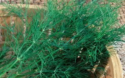 Frischer Dill wird in einem Holzkörbchen geerntet. Die feinen, grünen Zweige duften aromatisch.