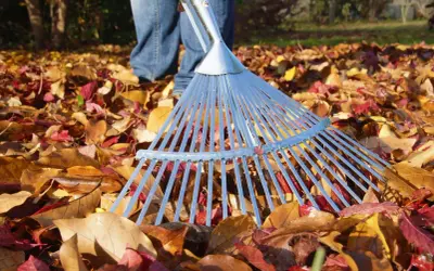 Ein Rechen liegt im bunten Herbstlaub. Die Person in Jeans bereitet sich darauf vor, das Laub harken.